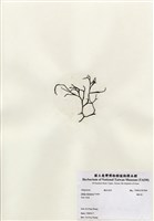 藏品(鐵釘菜)的圖片